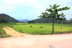 初夏鄉(xiāng)村農(nóng)家樂(lè)146.png