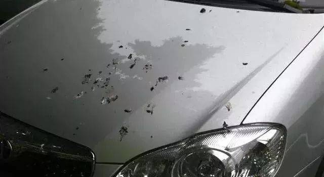 車漆上的鳥(niǎo)糞